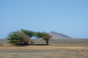 drzewa na pustyni