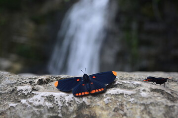 butterfly on the rock