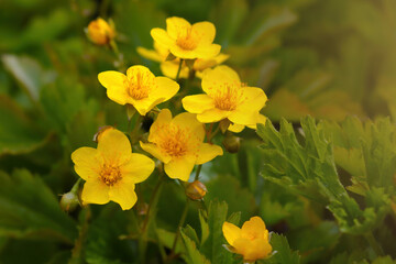 Yellow perennial flowers bloom in the park in the summer.