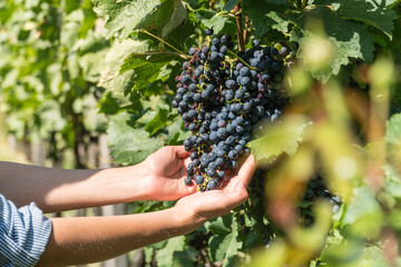 Female hands holding bunch of wine grapes on a vineyard.