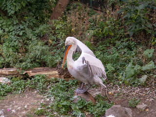 Nature reserve with birds living in the wild.