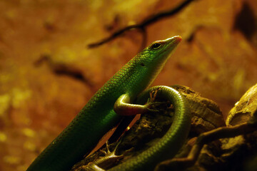 A green lizard sits on a rock in a park.