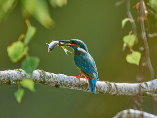 kingfisher on branch