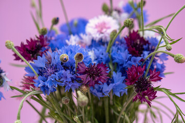 Beautiful summer bouquet of multicolored cornflowers on a pink background. Congratulations on the holiday.