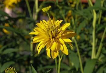 beautiful flowers in my garden