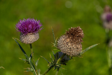 Green background with violet thistle in summer sunny hot day
