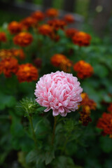 Pink peony-shaped aster among marigolds.
