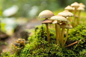 Closeup on forest mushrooms family. Forest mushrooms growing in the moss. Early autumn, fall. Mushroom picking season. Green blurry background. Bokeh, copy space, forest background.
