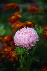 Pink peony-shaped aster among marigolds.
