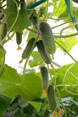 View of young cucumbers hanging on branches in a greenhouse