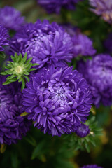 Purple peony-shaped asters, close-up among other flowers