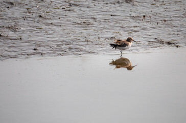 August 2021 a Calidris alpina also known as (Pilrito comum) having lunch in Cavado River estuary,...