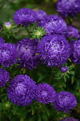 Purple peony-shaped asters, close-up among other flowers