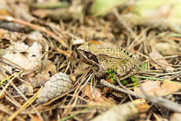 Frog in the forest. Little wild frog in the woods. Frog sitting on dry leaves. Autumn.