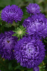 Obraz premium Purple peony-shaped asters, close-up among other flowers