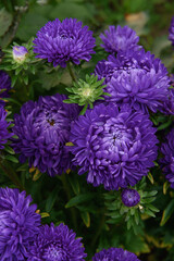 Purple peony-shaped asters, close-up among other flowers