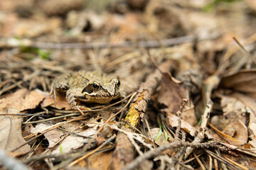 Frog in the forest. Little wild frog in the woods. Frog sitting on dry leaves. Autumn.