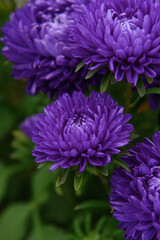Obraz premium Purple peony-shaped asters, close-up among other flowers