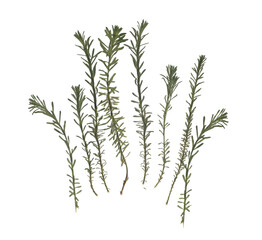 Herbarium. Dried herbs. Composition of the grass on a white background.	