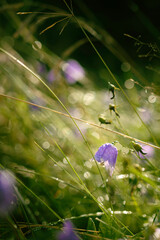 Purple flower bell covered in morning dew and lit with the golden sunlight of an early summer sun.