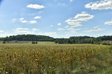 Champs de maïs en été aux environs de Bourg de Champagne au Périgord Vert 