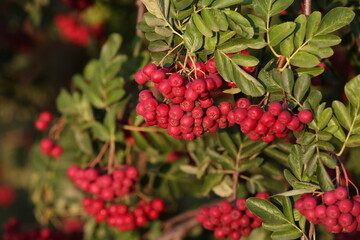 Autumn mountain ash berries in russian village. Season nature in Russia. Fall rowanberry,...