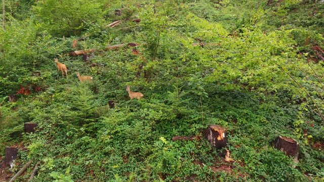 Aerial drone shot of roe deers walking on the forest edge.