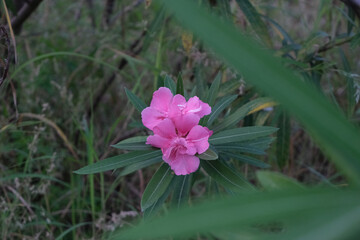 Selective focus of pink oleanders in a field with a blurry background