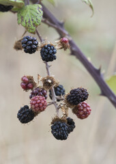 Rubus ulmifolius common blackberry summer berry red when immature and black when ripe spiny stems green leaves on defocused natural background