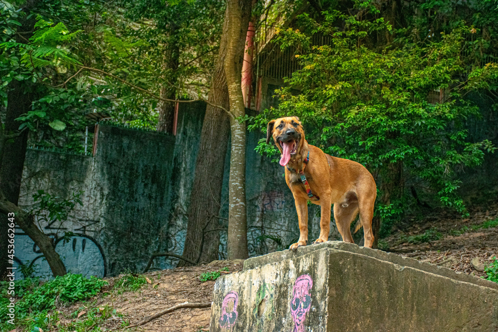 Wall mural Cão caramelo, macho no alto de um muro no parque