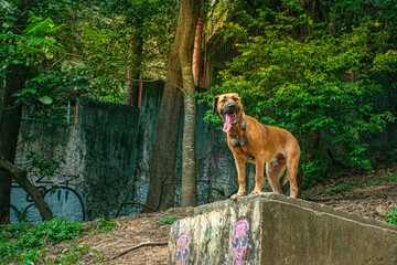 Cão caramelo, macho no alto de um muro no parque