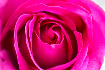Fototapeta na wymiar open red rose close up