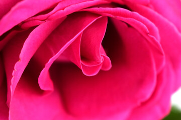 red rose close up