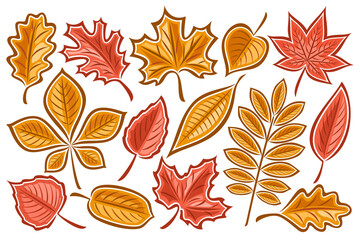 Fototapeta na wymiar Vector set of Autumn Leaves, lot collection of cut out illustrations autumnal dried leaf for herbarium, group of cartoon design orange rowan sprig and many autumn leaves with stem on white background.