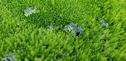 Dew on moss