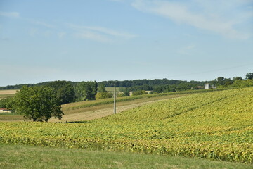 La campagne en &eacute;t&eacute; entre champs et bois &agrave; champagne-et-Fontaine au P&eacute;rigord Vert 