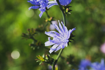 Blue chicory flower with soft blur background