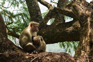 monkey mother and child on a tree