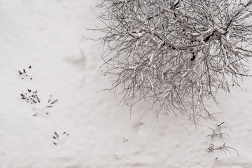tree branches covered with snow on a field covered with snow