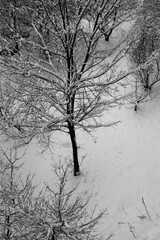 Top view of trees in snowy weather