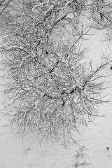 Tree in the snow on a field after a snowfall
