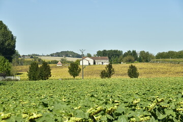 Vastes champs de plantation de blé et de maïs auprès des fermes au bourg de Champagne au Périgord Vert © Photocolorsteph