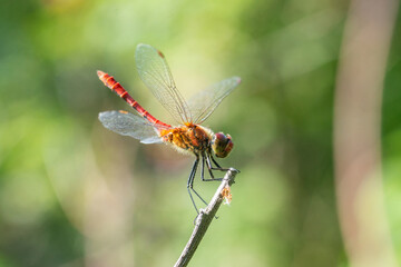 Dragonfly on a stick.