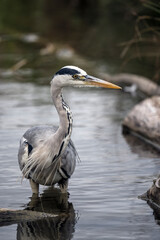 Wading grey heron