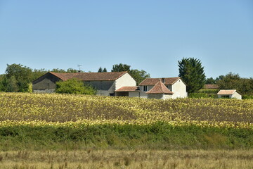 Vastes champs de plantation de blé et de maïs auprès des fermes au bourg de Champagne au Périgord Vert © Photocolorsteph