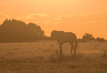 Obraz na płótnie Canvas Wild Horse at Sunset in the Utah Desert