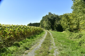 Fototapeta na wymiar Chemin de campagne entre bois et plantation de maïs près du bourg de Champagne au Périgord Vert
