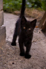 Photo of a little black cat