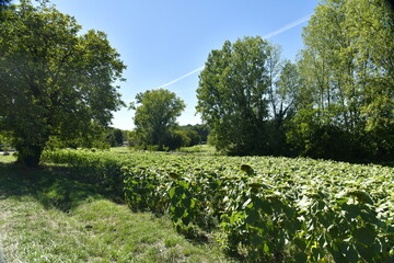 Champ de tournesols pas encore en fleur entre les arbres au bourg de Champagne au Périgord Vert