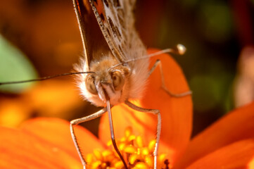 Macro de papillon